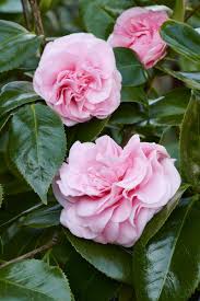 Alternative view of Pink Camellia Plant Live, 6 to 12 Inch Tall in Pot