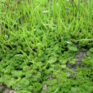 Hornwort Aquarium Plant, 7 Stems Live Plant