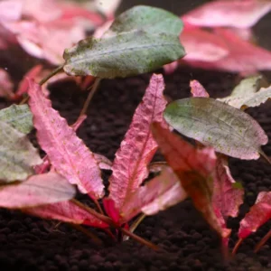 Alternative view of Flamingo Crypt Cryptocoryne Aquarium Plant, 1 Rooted Live Plant