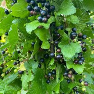 Alternative view of Consort Black Currant Plants- Delicious Black Berries