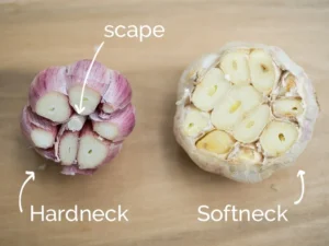 Hardneck Garlic vs. Softneck Garlic