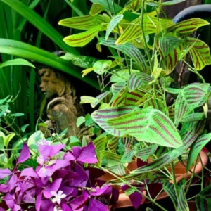 Christia Obcordata Live Houseplant - Butterfly Plant Live Christia Obcordata From 6 To 9 Inch Height