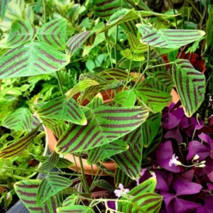 Christia Obcordata Plant Live, Butterfly Plant Indoor Plants Live Houseplants, 6-9 Inch Tall