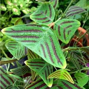 Christia Obcordata Plant Live, Butterfly Plant Indoor Plants Live Houseplants, 6-9 Inch Tall