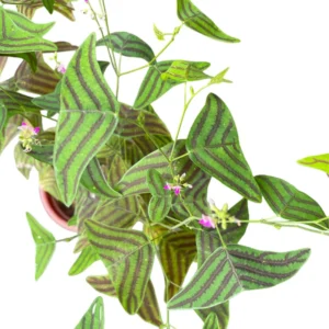 Christia Obcordata Live Houseplant - Butterfly Plant Live Christia Obcordata From 6 To 9 Inch Height