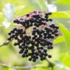 2 American Black Elderberry Plants Live - 6-12 Inch Tall Elderberry Trees for Outdoor Landscaping and Garden Fruit