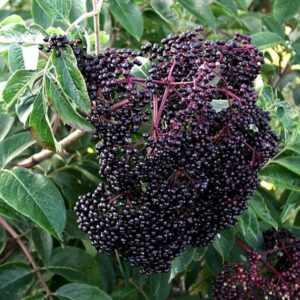 10 American Elderberry Cuttings – Live Black Elderberry Plants for Growing Fruiting Shrubs, Large Berry Clusters