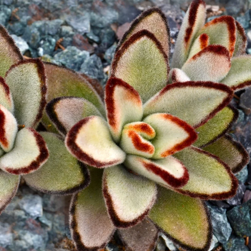 Chocolate Kalanchoe Plant Live, Kalanchoe Succulent Live Plant, In 2 Inch Pot For Indoor House Plant