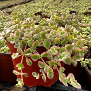 Little Sedum Variegated Succulent Plant - Live Stonecrop Ground Cover Plant - In 4 Inch Pot