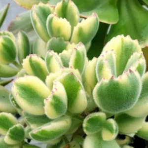 Bear's Paw Cotyledon Succulent Live Potted Plant in 4 Inch Pot, Ornamental House Plant
