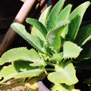 2 Kalanchoe Mother of Thousands Succulent Plants Live - Kalanchoe Live Plant in Pot for Indoor Gardens