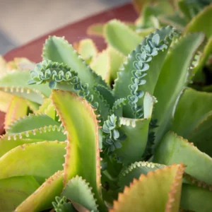 2 Kalanchoe Mother of Thousands Succulent Plants Live - Kalanchoe Live Plant in Pot for Indoor Gardens