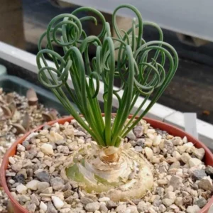 Frizzle Sizzle Albuca Succulent Plant Live - Curly Grass Live Plant, 4 Inch Pot