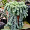 Donkey's Tail Sedum Succulent Plant Live - Trailing Succulent Live Plant in Pot for Indoor House Plant, Come In Bareroot
