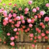 Rose Plant Live, Rose Bushes Ready To Plant, Fragrant Rose Flower, 7-10 Inc Tall, Well Rooted, No Pot, Rose Blooms