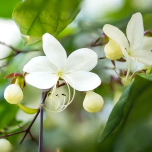 Clerodendrum Wallichii Plant Live, 4-8 Inch Tall, White Blooms, Easy to Care for Indoor Outdoor Gardens