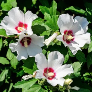 Althea Rose Of Sharon Plant Live, 12-24 Inc Tall, Hibiscus Syriacus Rose Of Sharon Bush 2-3 Years Old