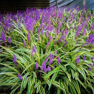6 Liriope Plants Live, Ornamental Grass Plant Live, Liriope Muscari Live Plant, Lily Turf Starter Plants, From 6 Inc Height
