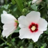 Set of 2 Rose of Sharon Live Plants, 12-24 Inch Tall Hibiscus Syriacus, Althea Flowering Shrubs for Gardens