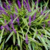 Liriope Muscari Plant, Lily Turf Grass Live Plant Clump, Aztec Ornameantal Grasses for Borders and Ground Cover, In 6 Inch Pot