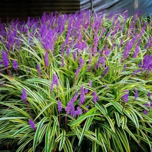 Liriope Ornamental Grass Plant Live, Aztec Grass Liriope Muscari Lily Turf Plant Live Clump, In 6 Inch Pot, Ground Cover Plants Or Border Grass