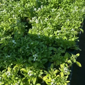 3 Sweet Alyssum Plants Live, White Alyssum Flowers, 8 Inch Tall in 3 Inch Pot, Perfect for Perennial Flower Beds