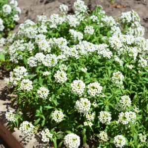 3 Sweet Alyssum Plants Live, White Alyssum Flowers, 8 Inch Tall in 3 Inch Pot, Perfect for Perennial Flower Beds