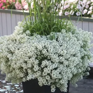 White Alyssum Plant Live, Sweet Alyssum Flowers Plant 8 Inc Tall, In 3 Inch Pot, Alyssum Perennial Flower Beds Garden