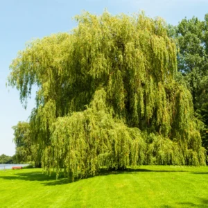 Weeping Willow Cuttings Unrooted, Set 24 Willow Cuttings, Willow Tree Live Plants Cutting, No Roots