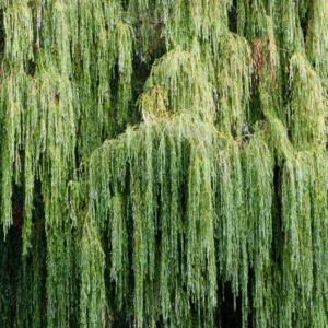 Weeping Willow Cuttings Unrooted, Set 24 Willow Cuttings, Willow Tree Live Plants Cutting, No Roots