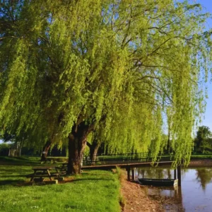 Weeping Willow Cuttings Unrooted, Set 24 Willow Cuttings, Willow Tree Live Plants Cutting, No Roots