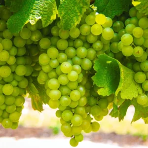 Grape Vine 8-16 Inch Tall, Large Sweet Grape Plant Live, Fruit Seedling