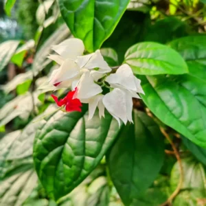 White Red Bleeding Heart Vine Plant - Clerodendrum Live Plant in 4-Inch Pot for Indoor and Outdoor Garden