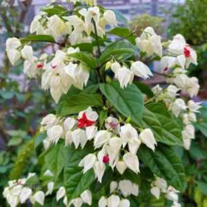 White Red Bleeding Heart Vine Plant - Clerodendrum Live Plant in 4-Inch Pot for Indoor and Outdoor Garden