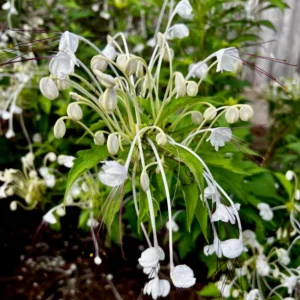 Clerodendrum Bleeding Heart Vine Live Plant - White Red Flowers - 4 Inch Pot for Garden or Home