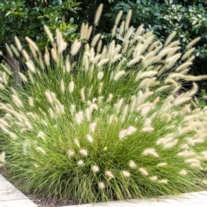 Hameln Dwarf Fountain Grass Live Plant - Ornamental Fountain Grass in 4-Inch Pot for Outdoor Landscaping