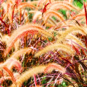 Red Fountain Grass Live Plant - Ornamental Red Grass Clump in 4-Inch Pot for Landscaping