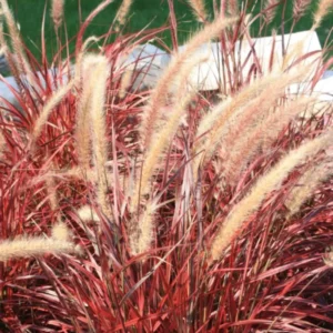 Red Fountain Grass Live Plant - Ornamental Red Grass Clump in 4-Inch Pot for Landscaping