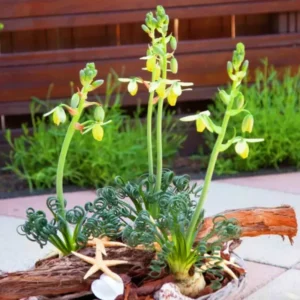 Rare Frizzle Sizzle Live Plant - Albuca Spiralis Succulent House Plant with 2 Bulbs