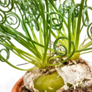 Rare Albuca Spiralis Frizzle Sizzle Live Plant - 2 Bulbs Succulent House Plant for Indoor Growing