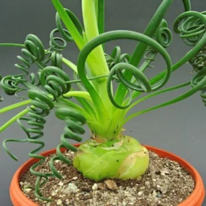 Rare Albuca Spiralis Frizzle Sizzle Live Plant - 2 Bulbs Succulent House Plant for Indoor Growing