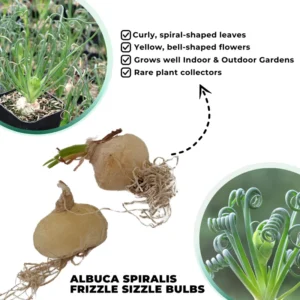 Rare Albuca Spiralis Frizzle Sizzle Live Plant - 2 Bulbs Succulent House Plant for Indoor Growing