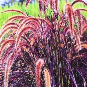 Ornamental Red Fountain Grass Live Plant - 4 Inch Pot with Stunning Red Foliage for Outdoors