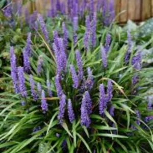 Purple Lilyturf Grass Live Plant - Liriope Muscari in Gallon Pot for Ornamental Groundcover