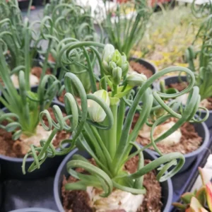 Frizzle Sizzle Albuca Spiralis Live Plant - Rare Succulent in 2.5 Inch Pot for Home Garden