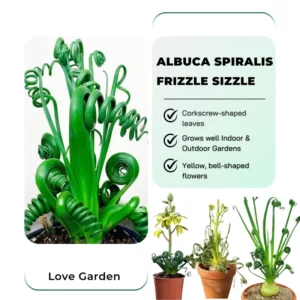 Rare Albuca Spiralis Frizzle Sizzle Succulent Live Plant - 2.5