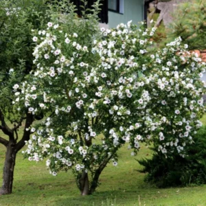 Rose of Sharon Live Plant for Planting - Hibiscus Syriacus Bush in 4-Inch Pot for Outdoor Landscaping