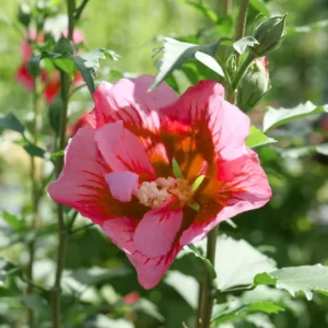 Rose of Sharon Live Plant - Althea Hibiscus in 4-Inch Pot for Colorful Garden Flowers