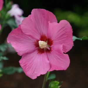 Rose of Sharon Live Plant - Althea Hibiscus in 4-Inch Pot for Colorful Garden Flowers