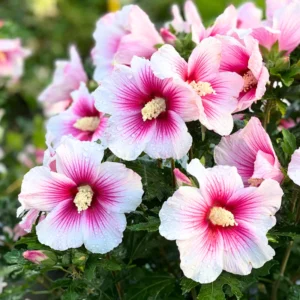 Rose of Sharon Live Plant - Althea Hibiscus in 4-Inch Pot for Colorful Garden Flowers